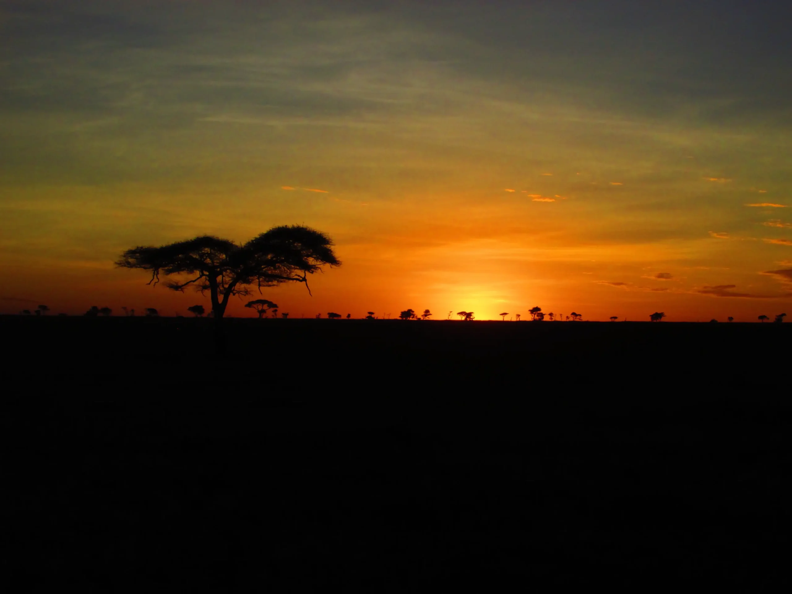 Lion in the Maasai Mara, Kenya
