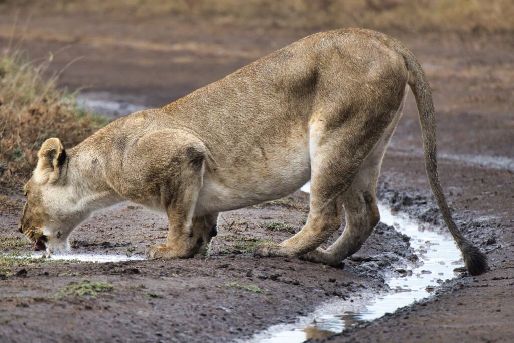 8-Day Kenya & Tanzania Luxury Safari