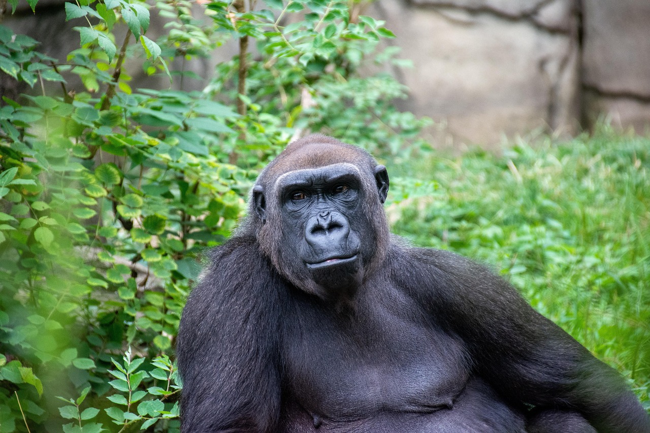 Uganda safari gorilla trekking