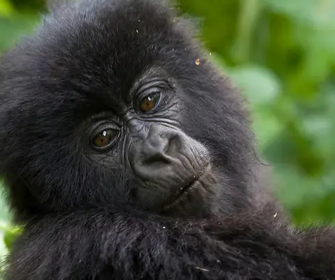 Mountain gorilla family in Volcanoes National Park, Rwanda