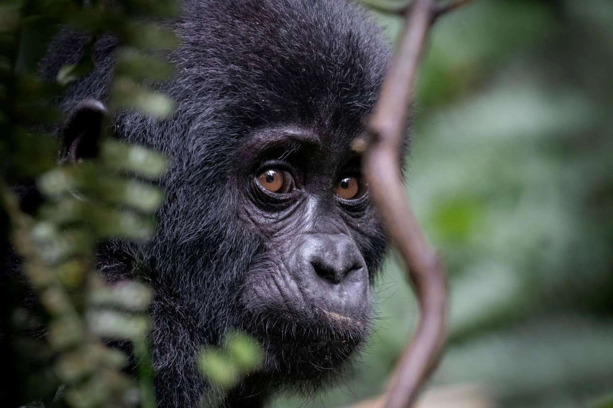 Mountain gorilla in Bwindi Impenetrable Forest, Uganda