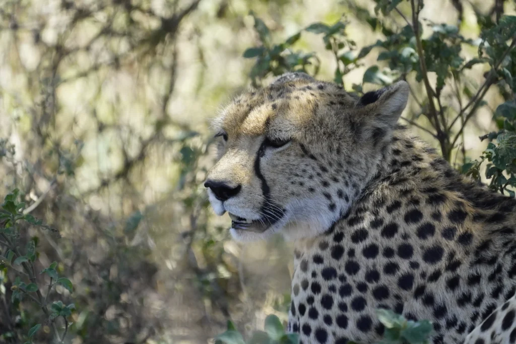 3-Day Safari Tarangire Park & Ngorongoro Crater