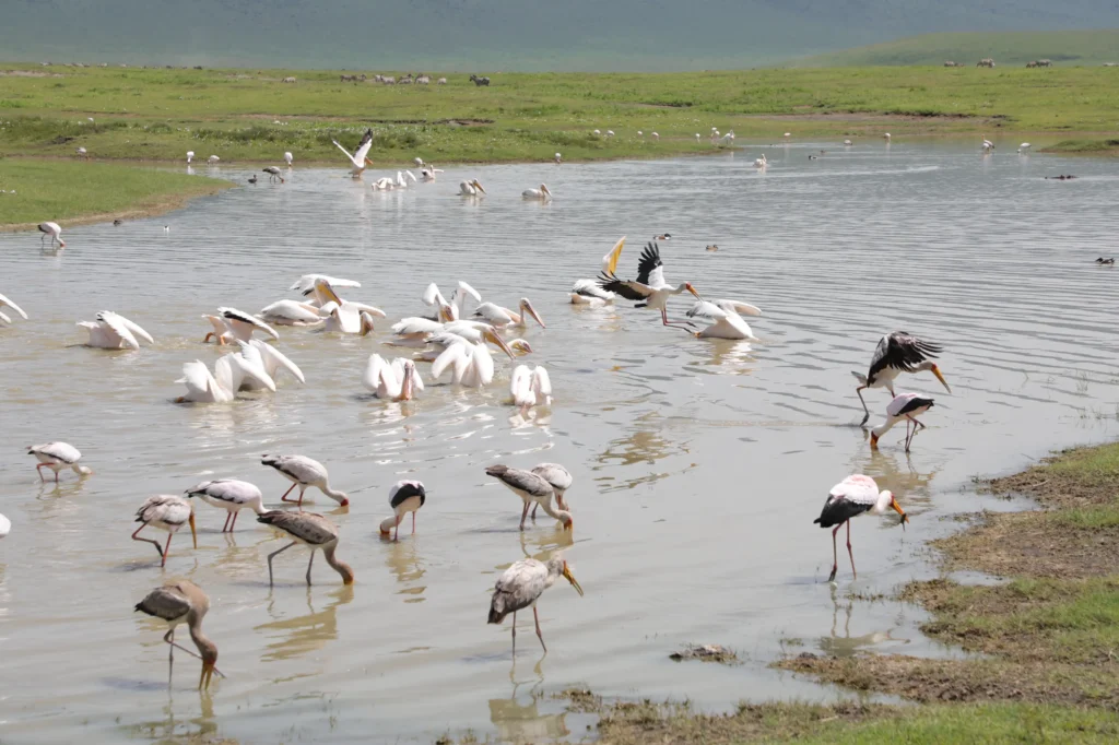 4-Day Luxury Safari Northern Circuit Tour