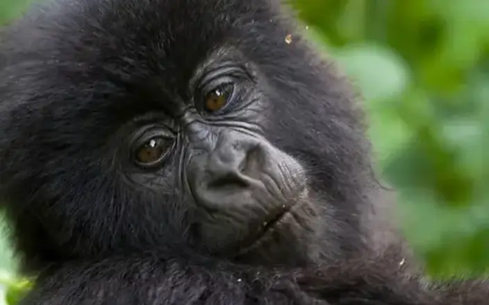 Incredible mountain gorilla encounter in the forests of Volcanoes National Park.