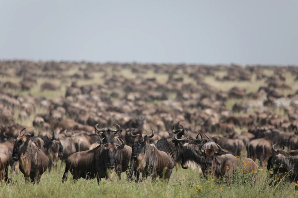7-Day Mara River Crossing Serengeti Migration