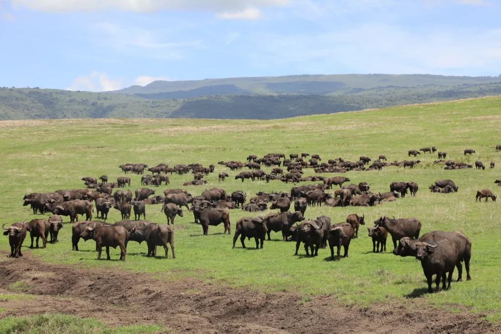 3-Day Luxury Safari Ngorongoro Crater & Lake Manyara