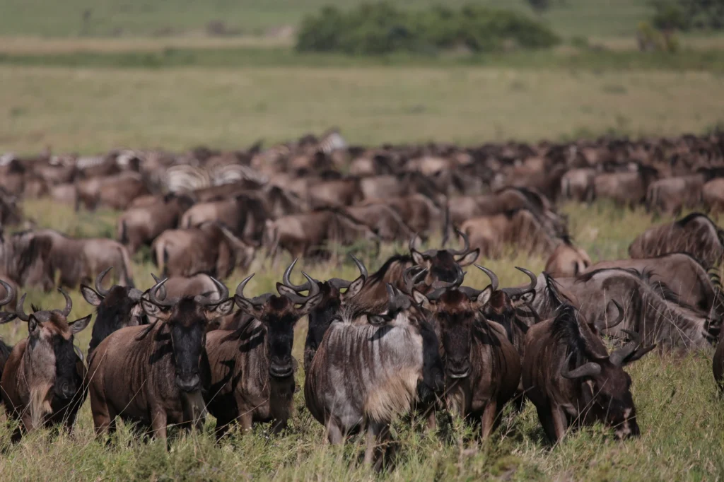 Great Wildebeest Migration safari