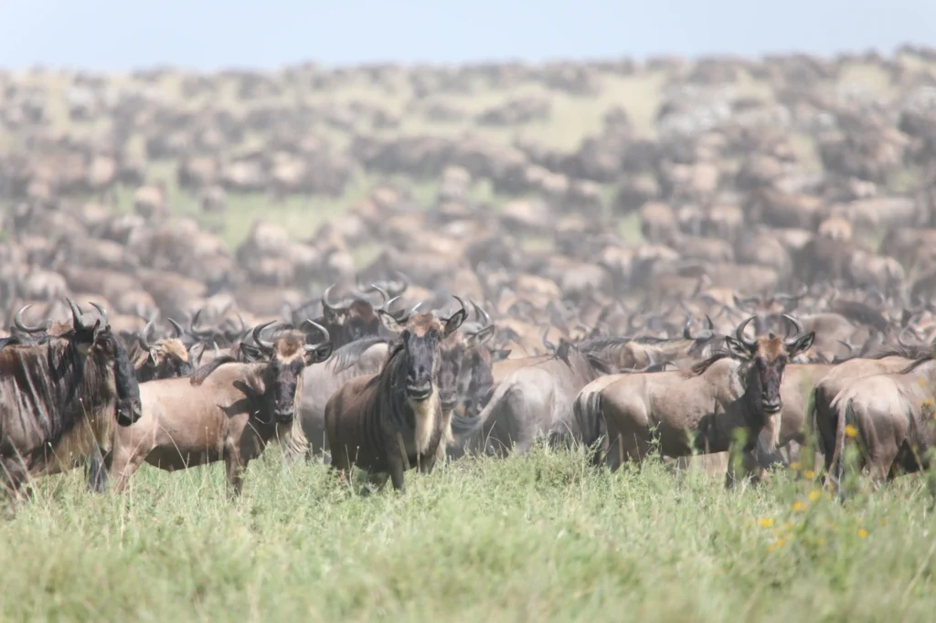 Western Serengeti Wildebeests Migration May-July