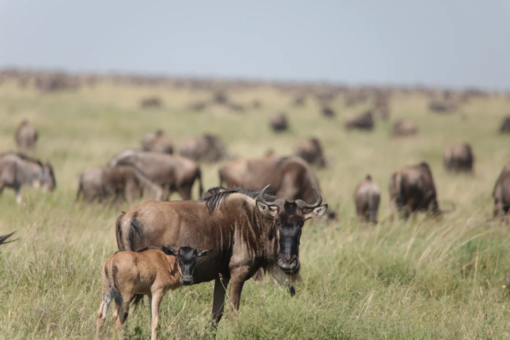 5-Day Wildebeest Migration Calving in Ndutu Dec to April