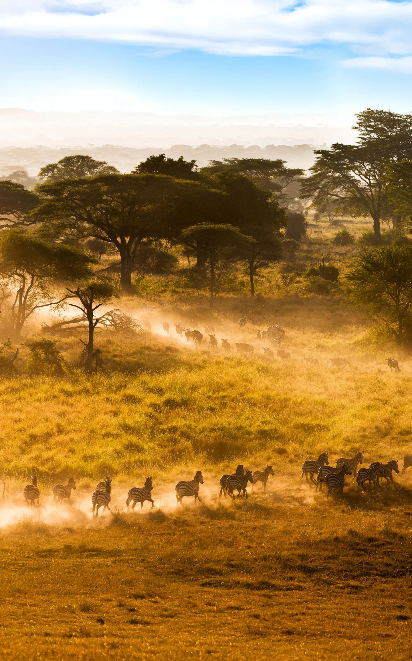 Wildebeest herd on the Serengeti plains, Tanzania