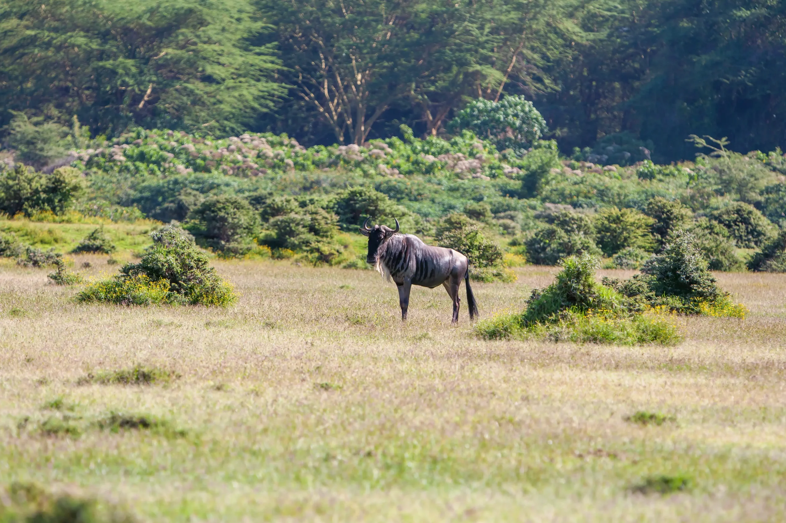 kenya safari tours