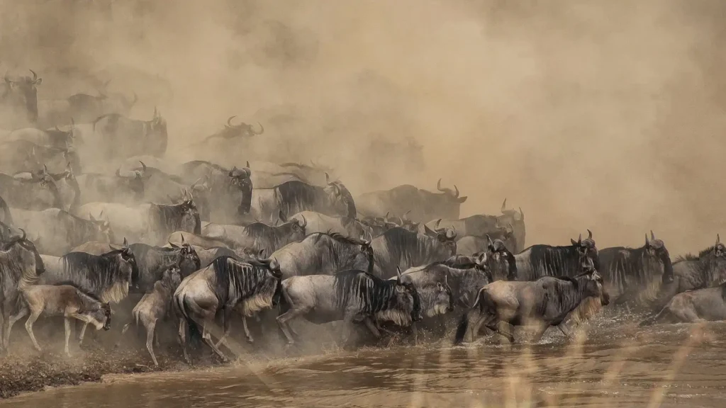 6-Day Kenya and Tanzania Fly-in Migration Safari