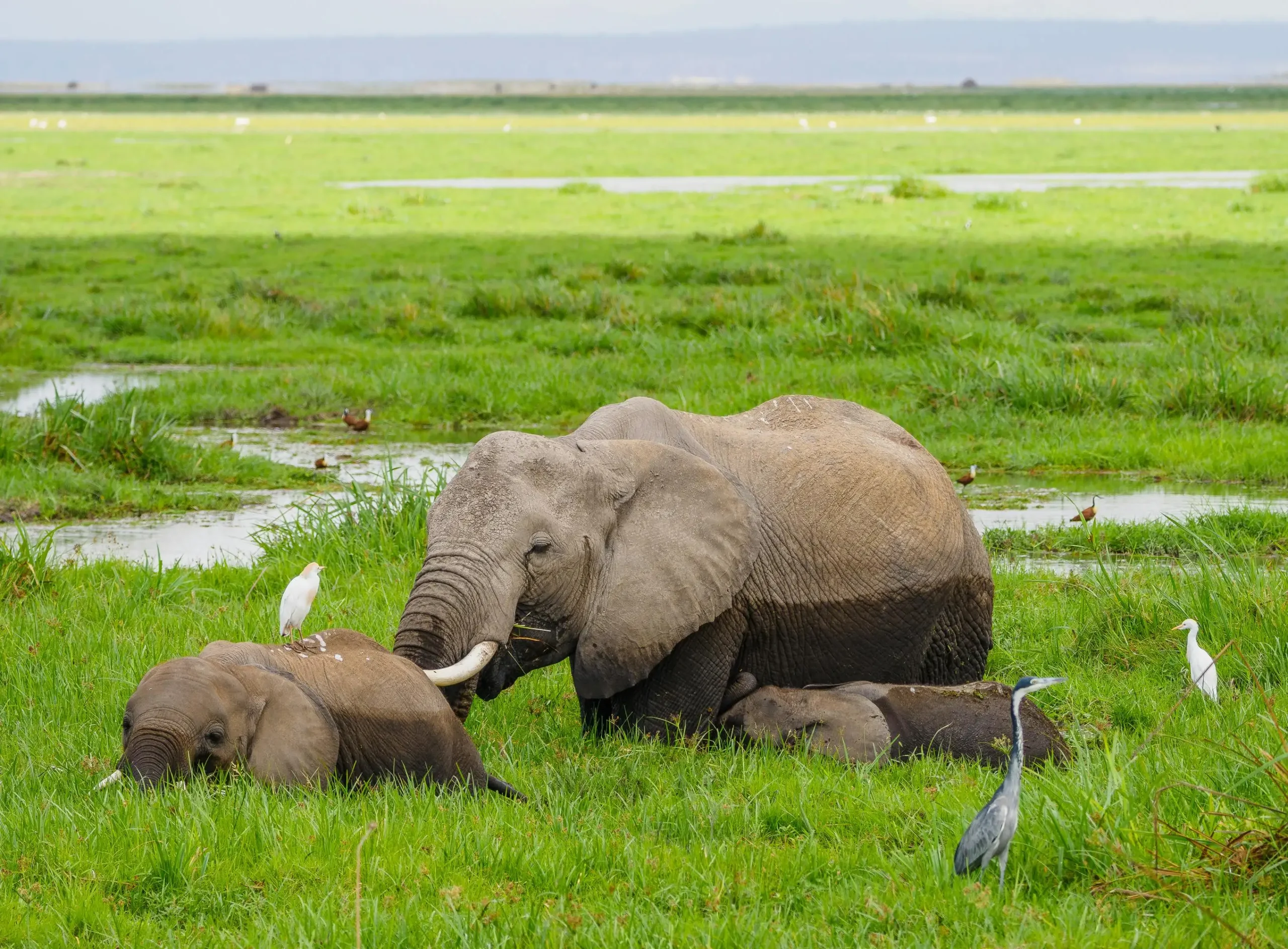 Majestic elephants roaming freely in Amboseli National Park beneath Mount Kilimanjaro.