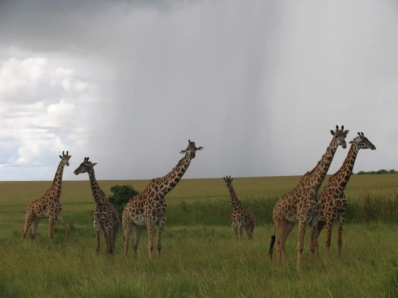 Elegant giraffe spotted in the beautiful savannahs of the Maasai Mara.