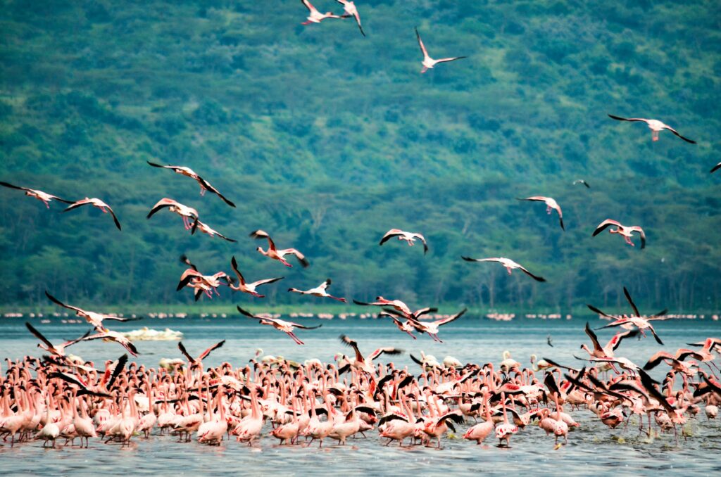 Enjoy a 2-day budget safari to Tarangire National Park and Lake Manyara with expert guides, exciting game drives, and affordable camping.
