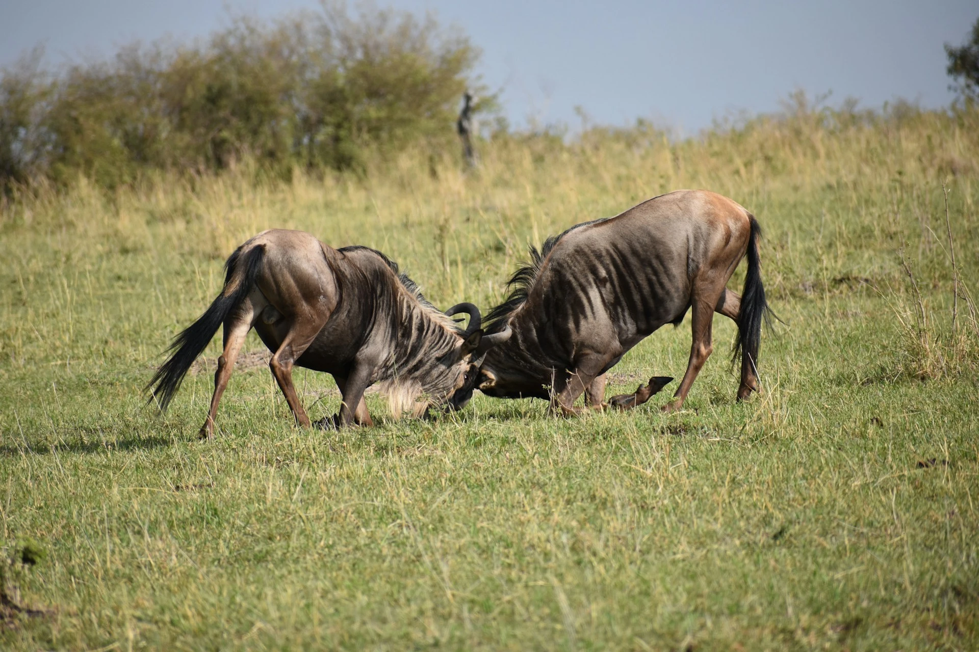 Wildebeest during migration season on the Tanzanian plains